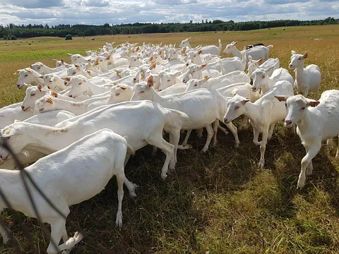 Iepazīsti Z/s “Līvi” ikdienas dzīvi, apskati gandrīz 300 kazu saimniecību un produktu ražotni.